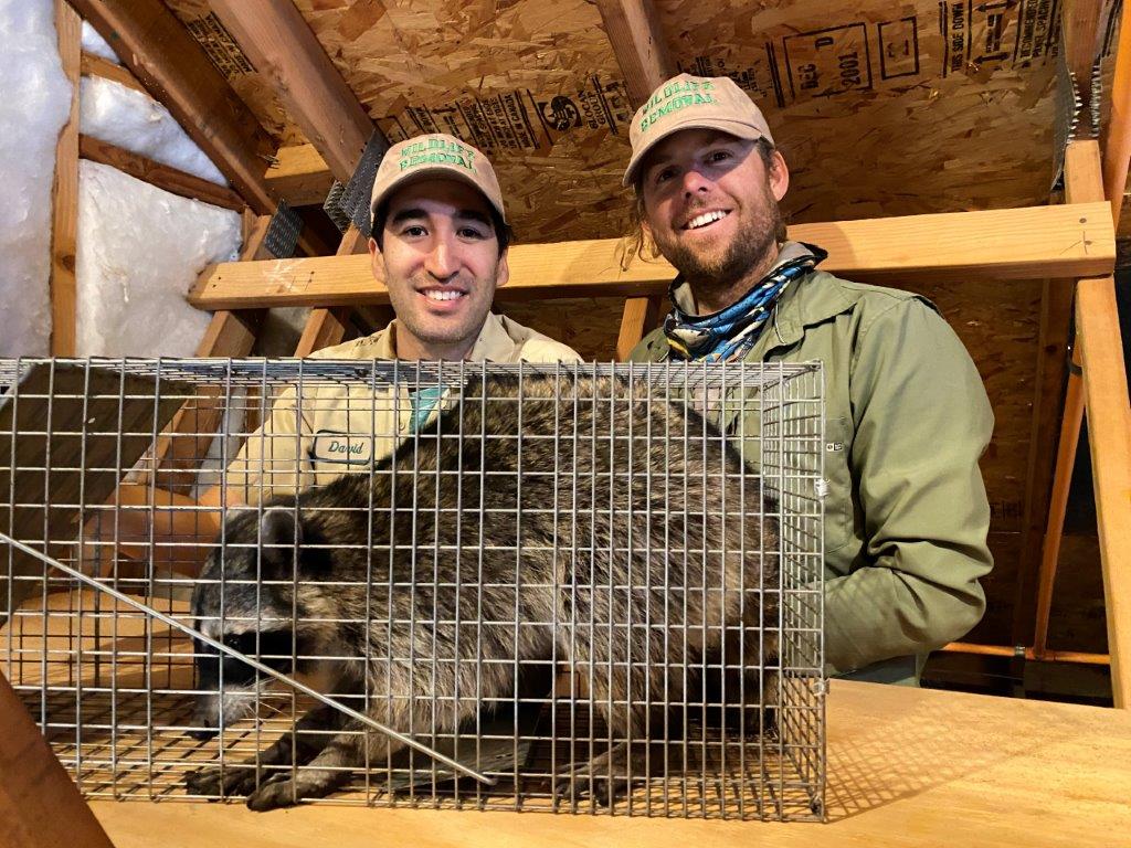 Fresno raccoon trapping